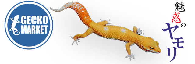 Geckomarket-title-logo